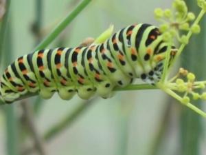 זנב סנונית זחל