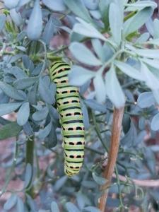 זנב סנונית - זחל