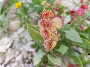 חומעה ורודה