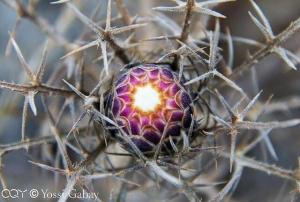 חורשף מצוייץ