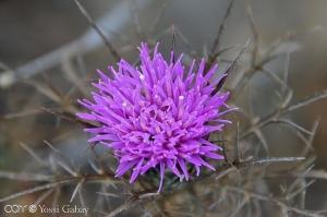 חורשף מצוייץ