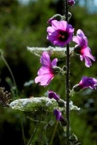 חטמית זיפנית