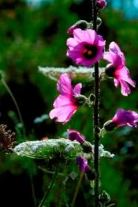 חטמית זיפנת