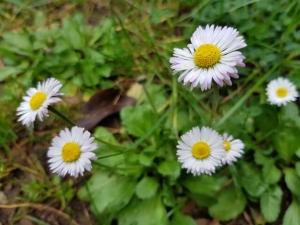 חיננית הבתה