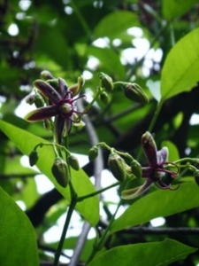 חלביב יווני