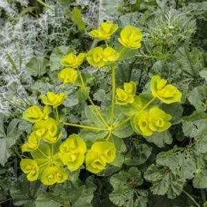 חלבלוב השמש