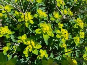 חלבלוב השמש