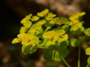 חלבלוב השמש