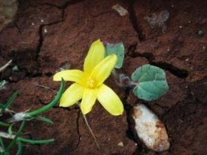 חלמונית זעירה