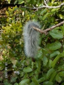 טוואי האלון