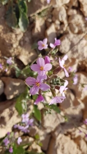 טוריים מדברי