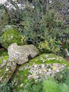 טחבים וחזזיות