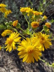 טיונית החולות