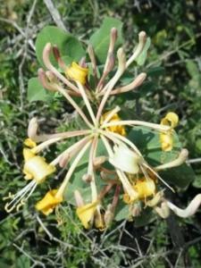 יערה איטלקית