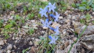 יקינטון מזרחי