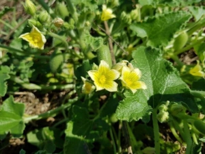 ירוקת החמור