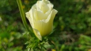 כלנית צהובה