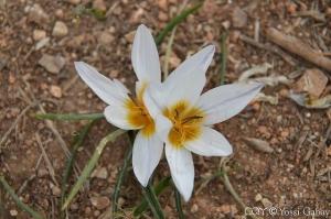 כרכום חורפי