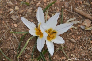 כרכום חורפי
