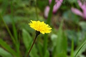 כתמה עבת שורש