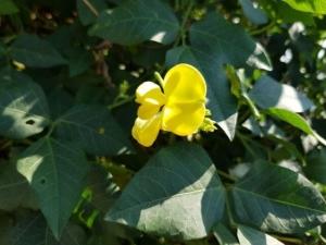 לוביה מצרית