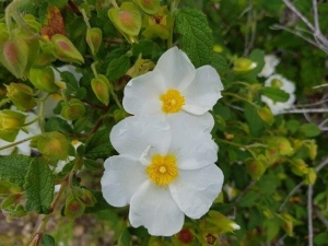 לוטם מרווני