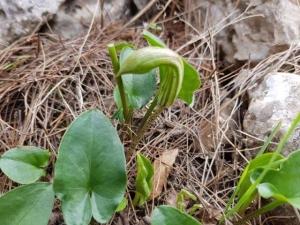 לופית מטה אהרון