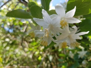 ליבנה רפואי