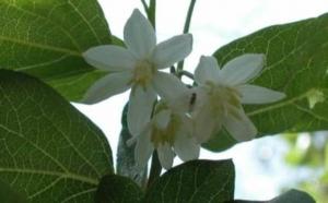 ליבנה רפואית