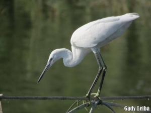 ליבנית קטנה