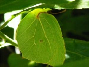 לימונית האשחר
