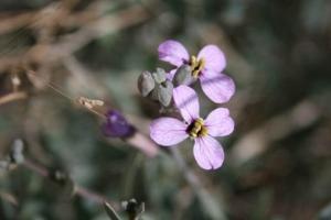 מוריקה מבריקה