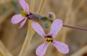 מוריקה מבריקה