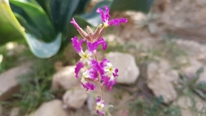 מנתור המדבר