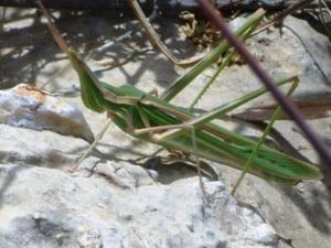 מצחנן דו גוני