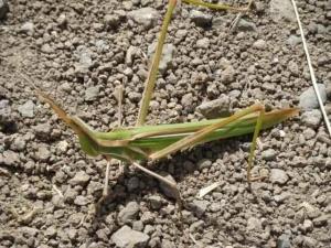 מצחנן דו גוני