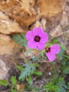מקור חסידה שעיר