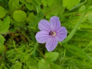 מקור חסידה תל אביבי