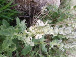 מרוה ריחנית