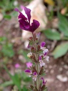 מרווה דגולה