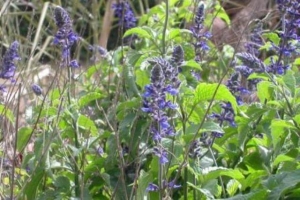 מרווה מצויה