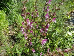 מרווה מרובעת