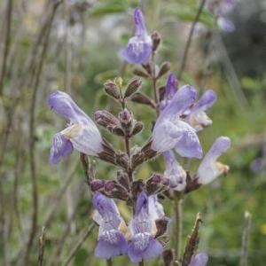 מרווה-משולשת