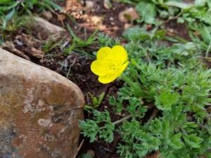 נורית ירושלים
