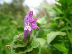 ניזמית לופתת