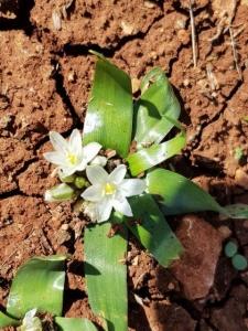 נץ החלב האיזמלני