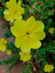 נר הלילה החופי