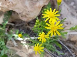 סביון הערבות