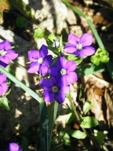 סגולית מחומשת