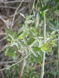 סהרון משולשל